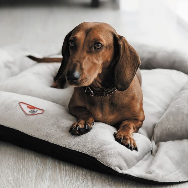 Лежак Pet Fashion Simon 1 для собак 52х42х18 см 1111160861 фото