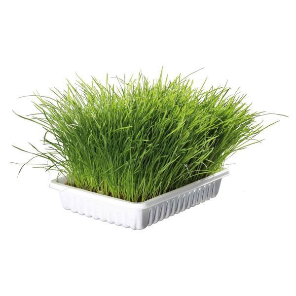Трава Trixie Soft Grass для котів та кошенят контейнер пластик 100 г 1111117393 фото